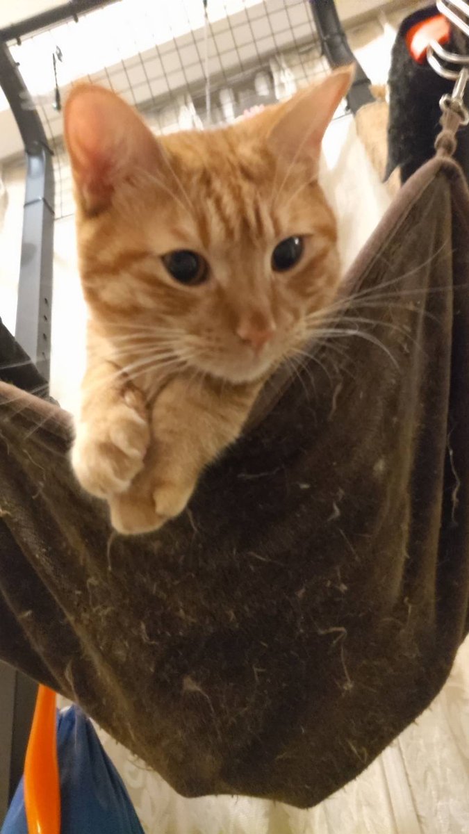 ブロッコリー トレカアイテムくじ 猫これくしょん ニャニャニャんと