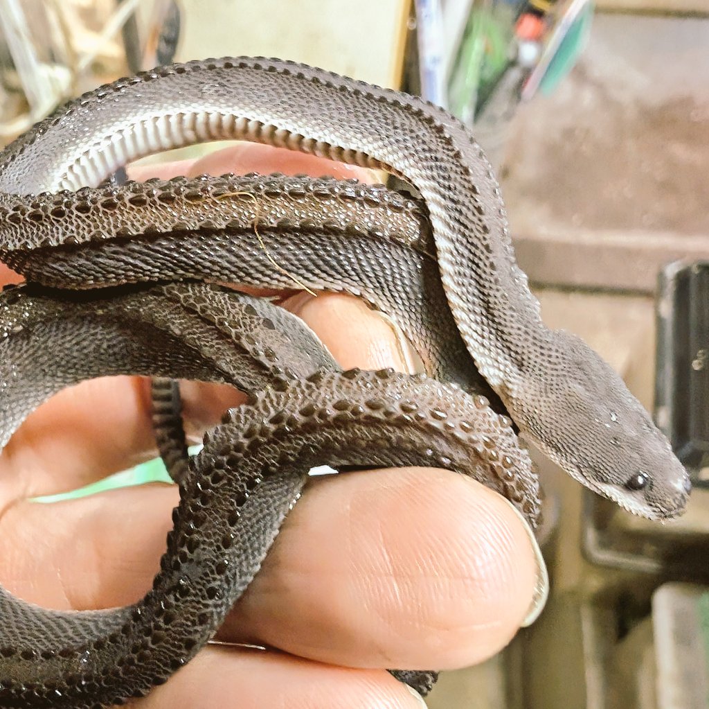 新入荷来てます。今回はちゃんと本物（笑）！ ニシアフリカシノビヘビ