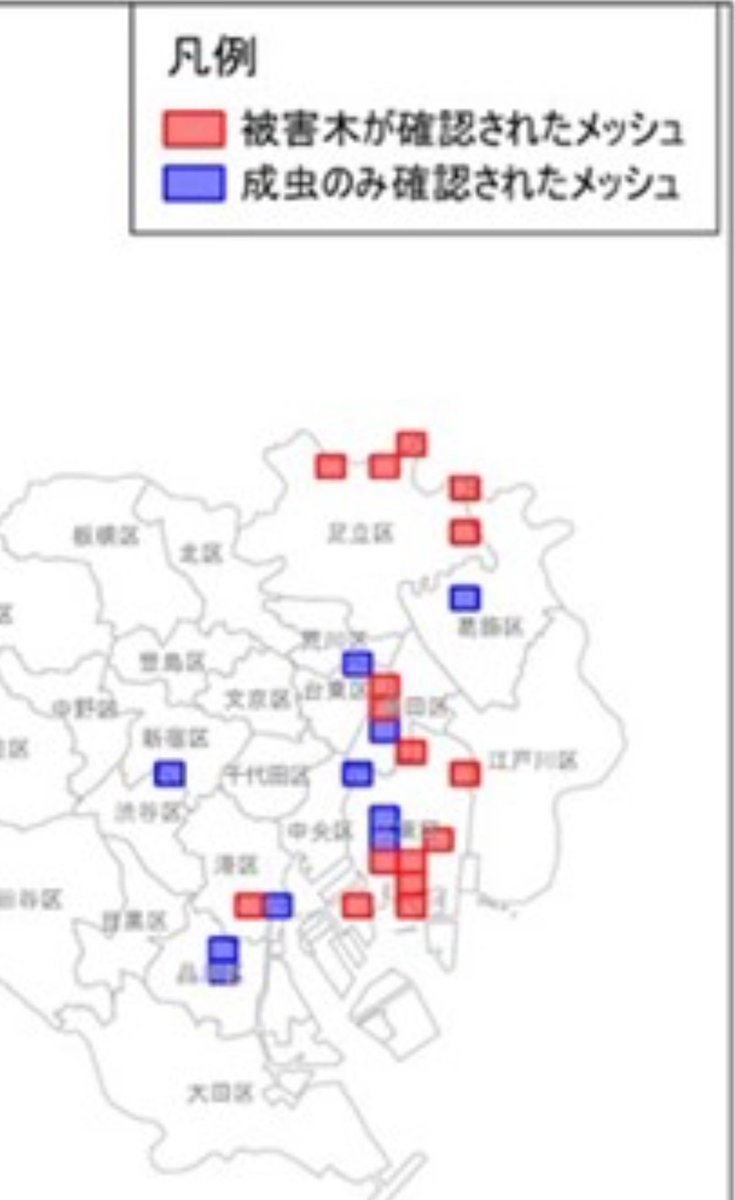 【注意】江東区内でクビアカツヤカミキリの被害が急速に拡大しています。

区内では多くの桜の木が伐採予定となっており、シンボル的存在の古木も対象に…。

悲しい決断ですが、倒木が避けられない以上、人命には代えられません。

早期発見・被害拡大防止にご協力下さい🙏🏻
kankyo.metro.tokyo.lg.jp/nature/animals…