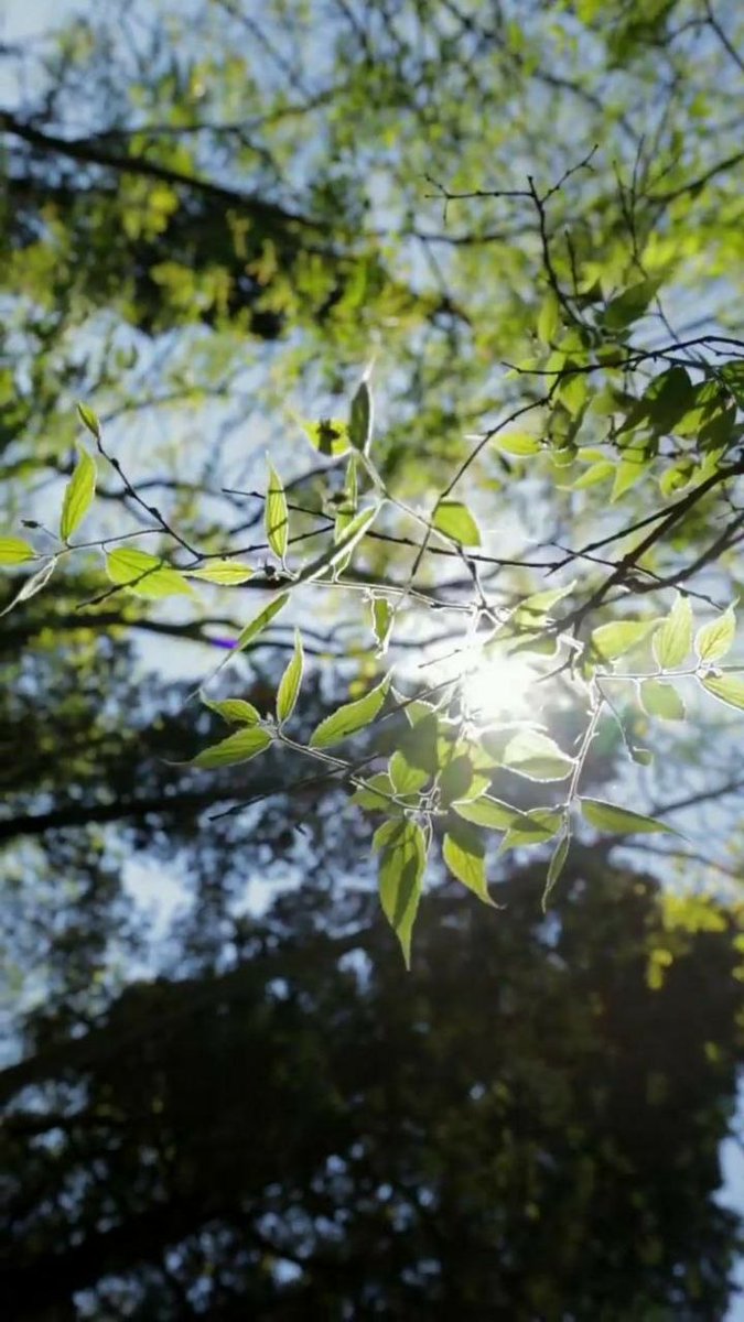 مۣۗہحۣۗہمۣۗہدُ مۣۗہيۣۗہدُوۣ tweet media