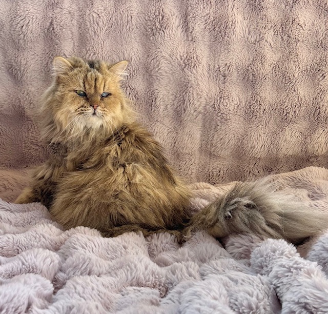 しあわせにゃんこ (@shiawasenyan_22) / Posts / X