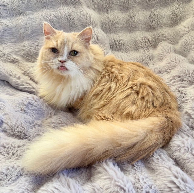 しあわせにゃんこ (@shiawasenyan_22) / Posts / X