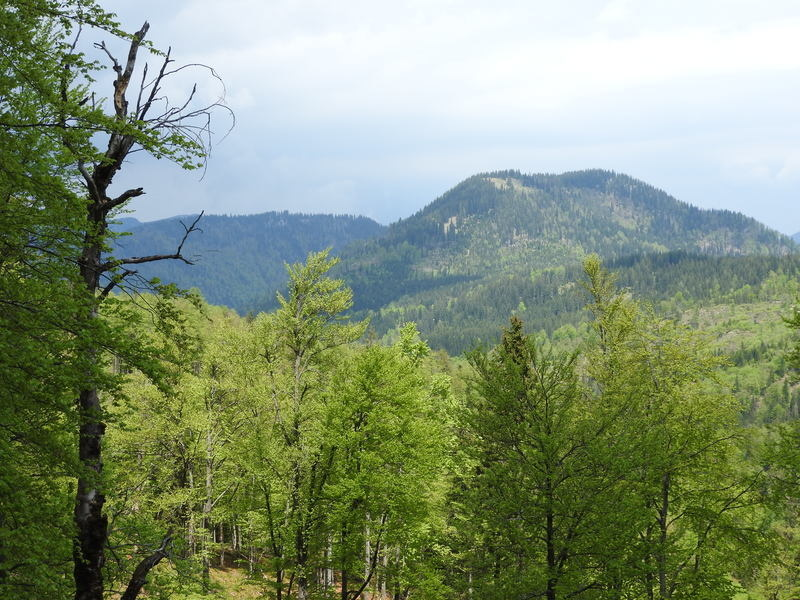 True. The Rothschild family operated human hunting parties in the Schwarzwald (Black Forest) and owned approximately 5,400 hectares there. 

After 143 years of ownership, the Rothschild family sold a large hunting estate in Austria in 2018 (EO 13848?).

x.com/WarHorizon/sta…