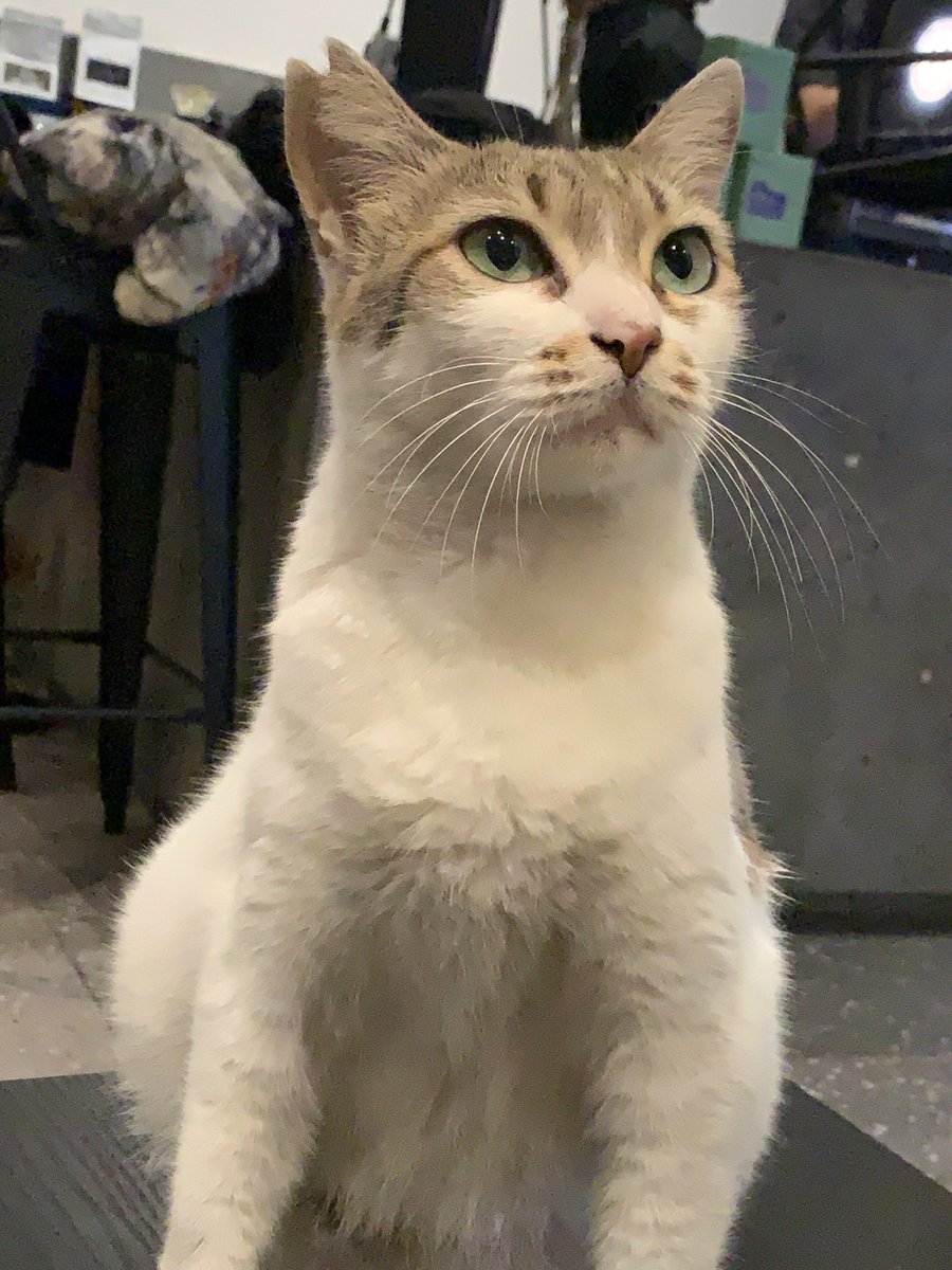 tolonggg, aku dipalak preman minta meo treats 😵‍💫