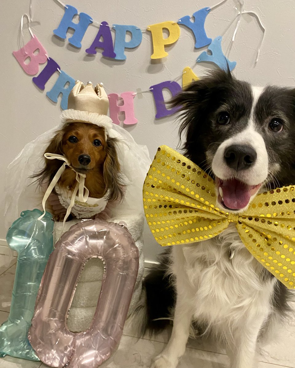 Ruu_run99's tweet photo. 2026.2.6🐶🎂
もに Happy birthday !!!🎂🎉
我が家の甘えん坊も10さいです✨️
これからも健やかにのんびりしましょ🥰
 #誕生日 #カニンヘンダックス https://t.co/KAULPyU8S5