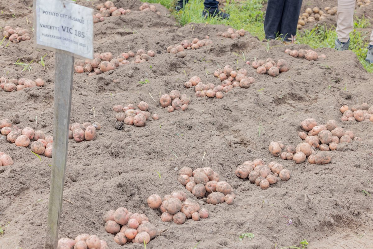 Rwanda Agriculture & Animal Resources Devpt Board tweet media