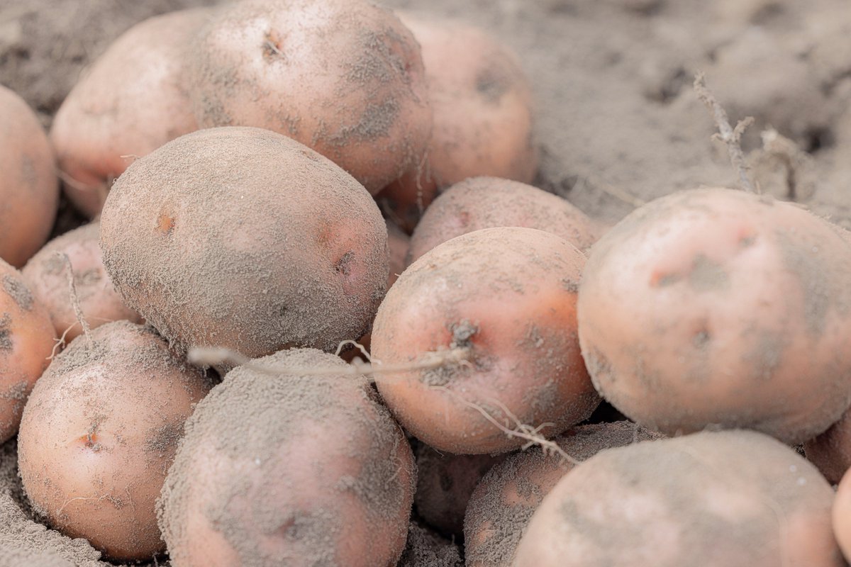 Rwanda Agriculture & Animal Resources Devpt Board tweet media