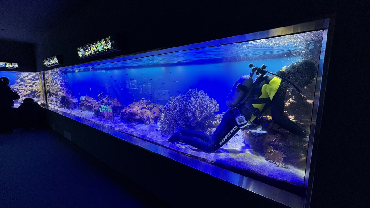 展示されてたお兄さん。ちょっと水槽小さいよね