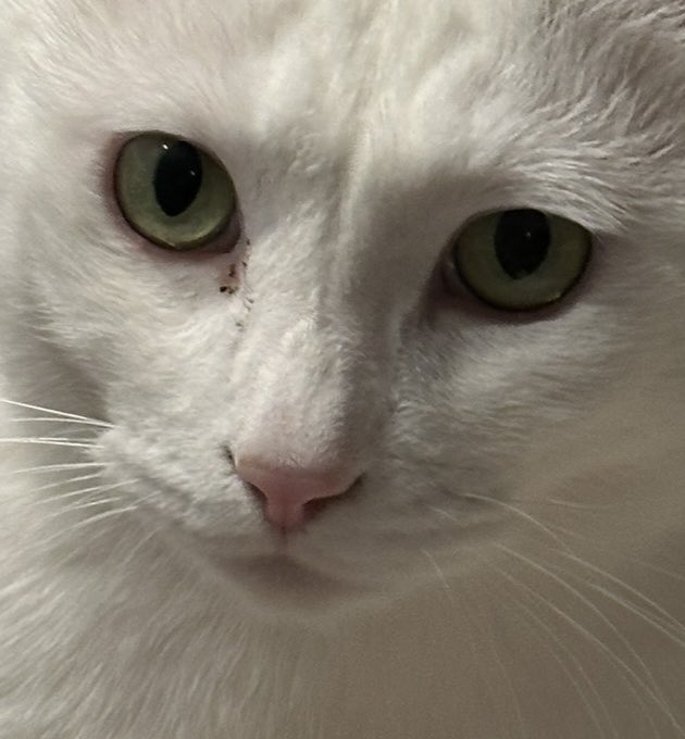 백색고양이연합 (@feralcollateral) on Twitter photo 