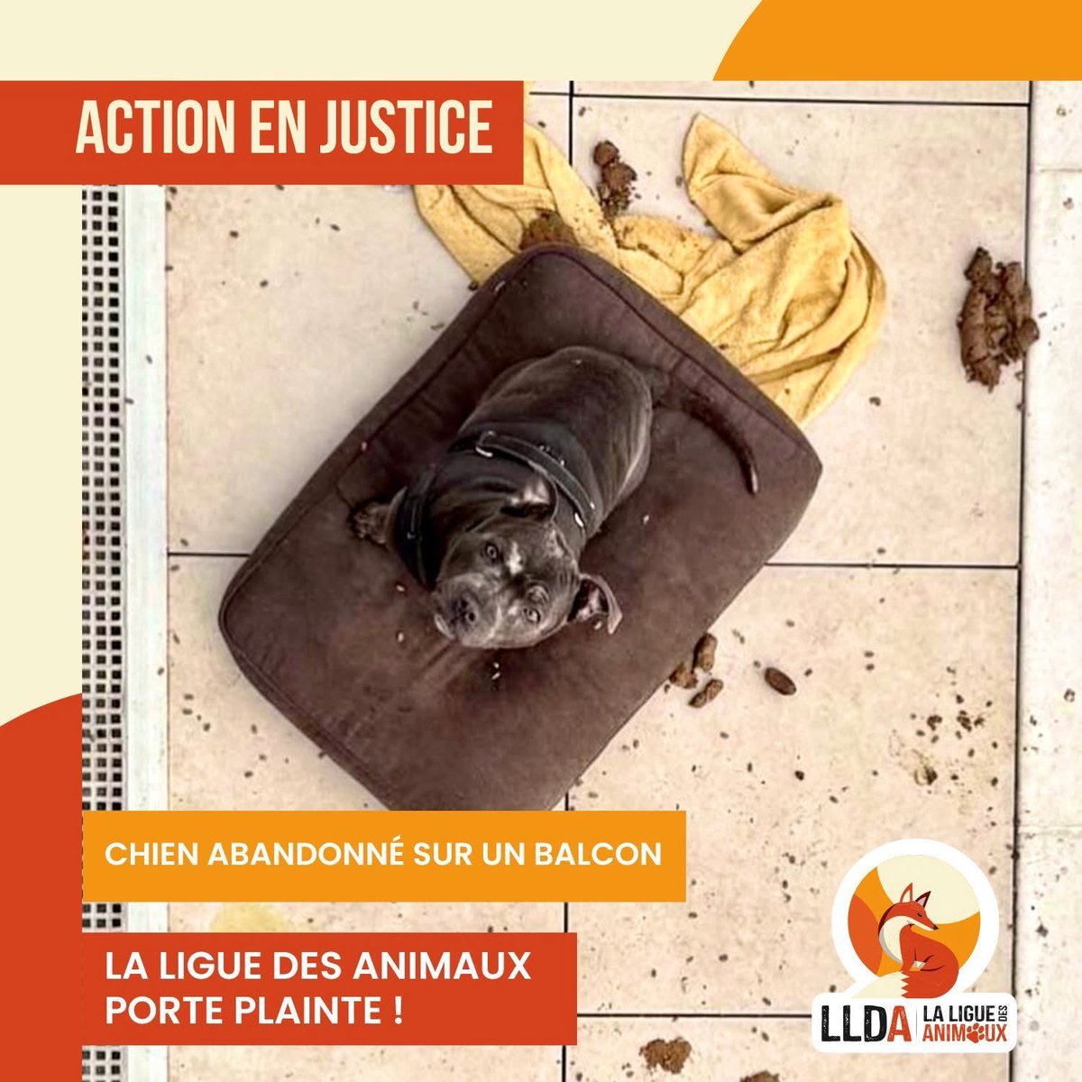 Un chien a été abandonné pendant plusieurs jours sur un balcon !

Les faits se sont déroulés à Gagny, en Seine-Saint-Denis. Le chien, Rudy, a vécu un véritable calvaire. Livré à lui-même dans le froid, il en était réduit à manger ses excréments pour survivre.

La Ligue Des