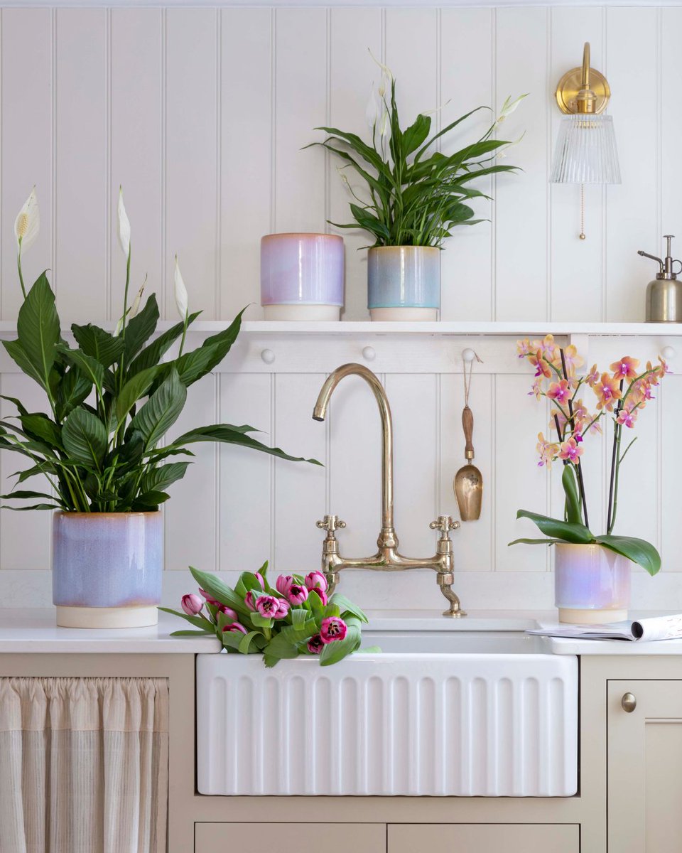 This Valentine’s Day, think beyond flowers ❤️

Houseplants, paired with beautifully designed pots and accessories, are gifts that continue to grow - long after the chocolates are gone.

Because the best gifts really do keep on giving 🌿

#Ivyline #ValentinesDay