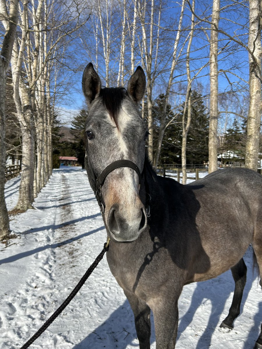 日高の競走馬生産牧場「フジモトバイアリースタッド」＠クラファン挑戦中 tweet media