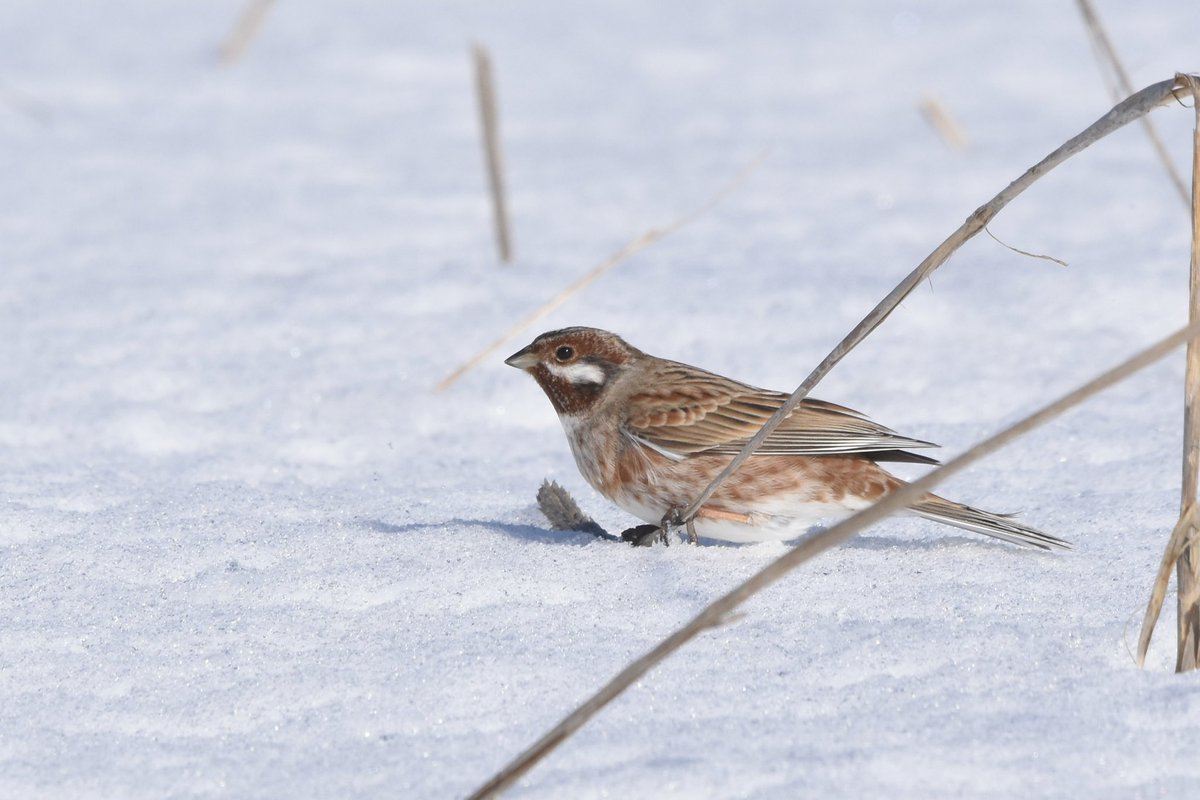 くろちっち (@EFvqGyGwrtj8GER) / Posts / X