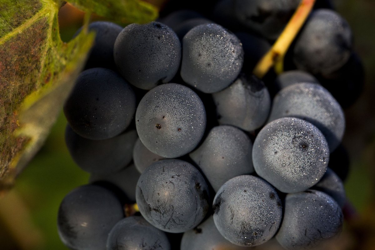 PagosdelRey's tweet photo. ¿Sabías que la Tempranillo debe su nombre a que madura antes que el resto? 🍇 Esta uva "temprana" es el alma de Rioja y Ribera del Duero. Por su versatilidad, da vida desde jóvenes hasta Grandes Reservas. ¡Puro patrimonio vinícola! 🍷 https://t.co/5Cr7Kc1Q7G