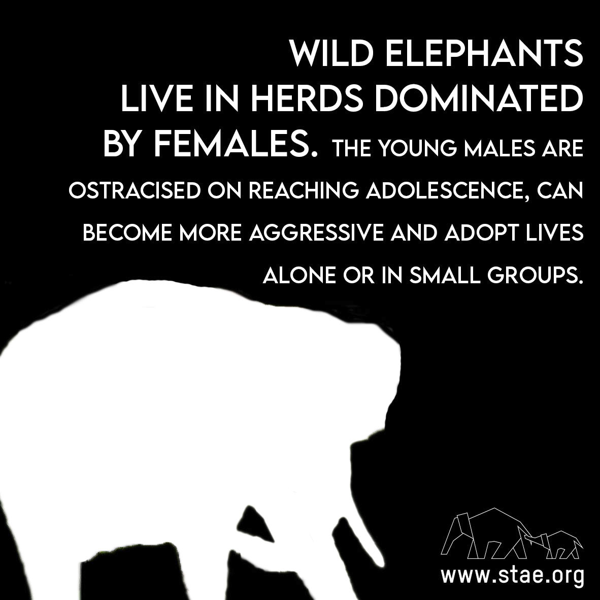 stae_elephants's tweet image. Wild elephants live in herds dominated by females. The young males are ostracised on reaching adolescence, can become more aggressive and adopt lives alone or in small groups. #fridayfacts