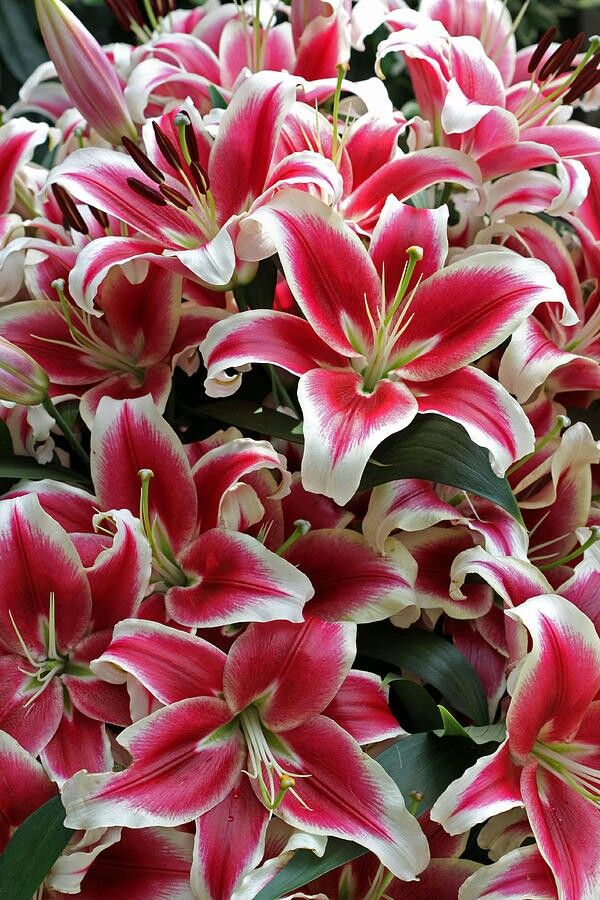 Bloomify tweet media