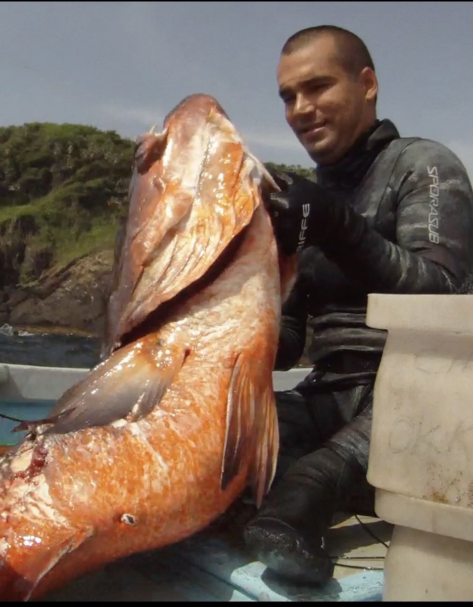 SeaHuntExtreme's tweet photo. Reminiscing about the old days spearfishing in the Caribbean. Cubera snappers were by far the most challenging fish to hunt: not only smart &amp; wary enough to test your breath-hold capacity, but so tough they pushed your gear to the limit #freediving #spearfishing #snapper #cubera https://t.co/ueJMDTsCgr