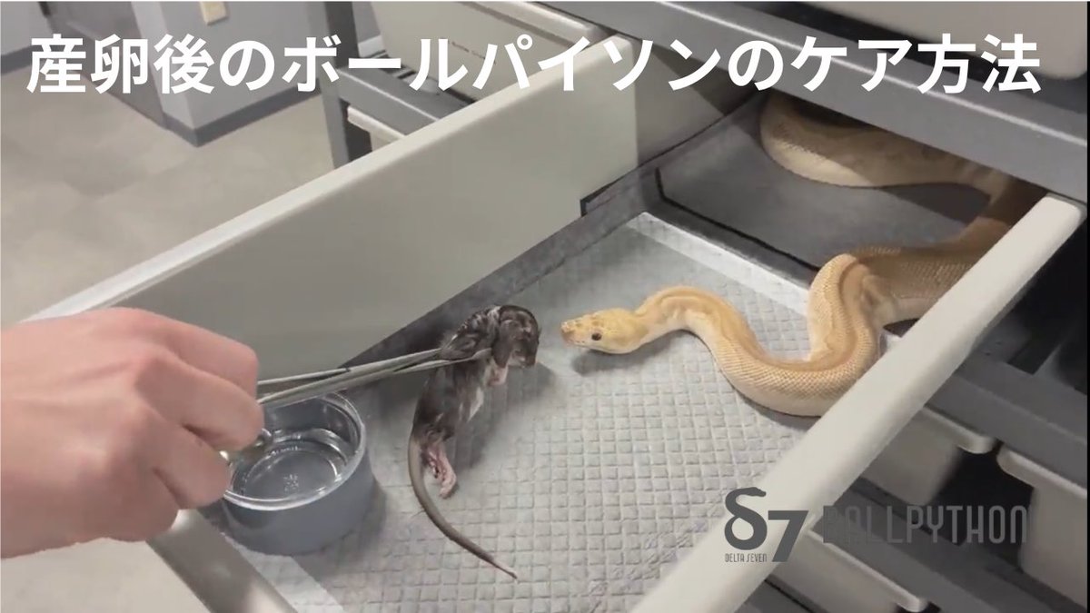 δ7Ballpython (@Delta7BP) / Posts / X