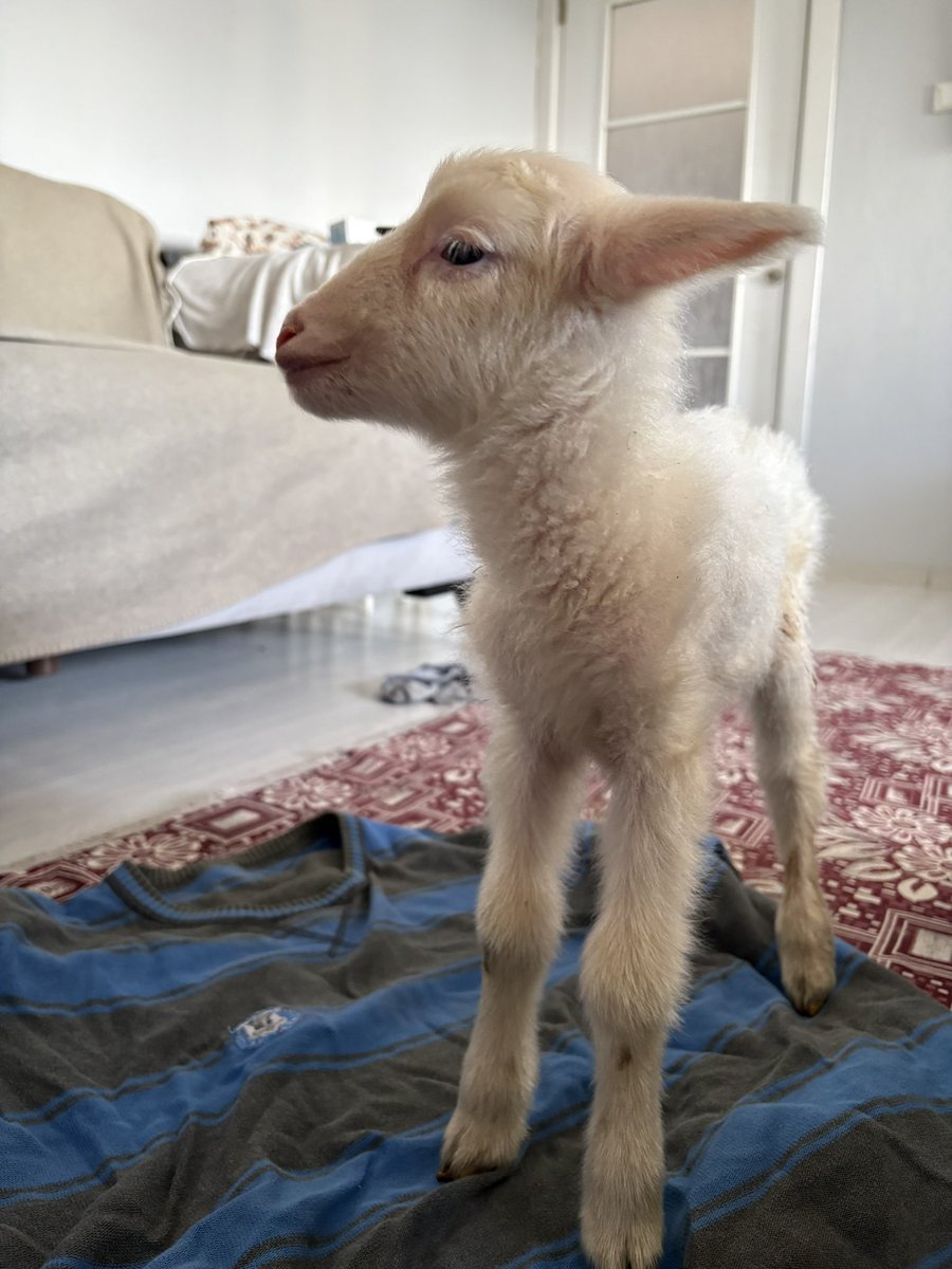 gunayydınn gune boyle uyandımmm dun gece dogmusss 🥰🥰🥰