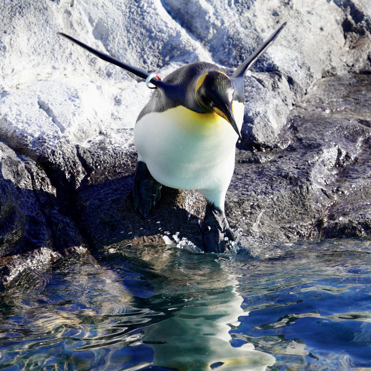 飛び込むオウサマペンギン(キングペンギン)。葛西臨海水族園。