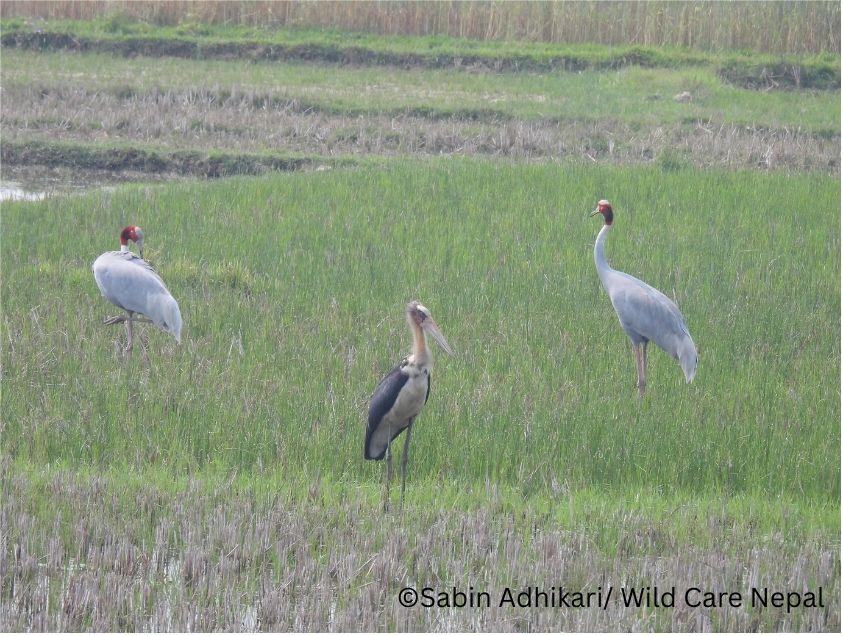 WildCareNP's tweet image. Conserving farmland bird is therefore essential for both #biodiversity and the #ecosystem services that directly benefit #LocalCommunities. 💚🧡

 #TeraiLandscape #FarmlandBirds #Wildlife #BiodiversityConservation #WildCareNepal