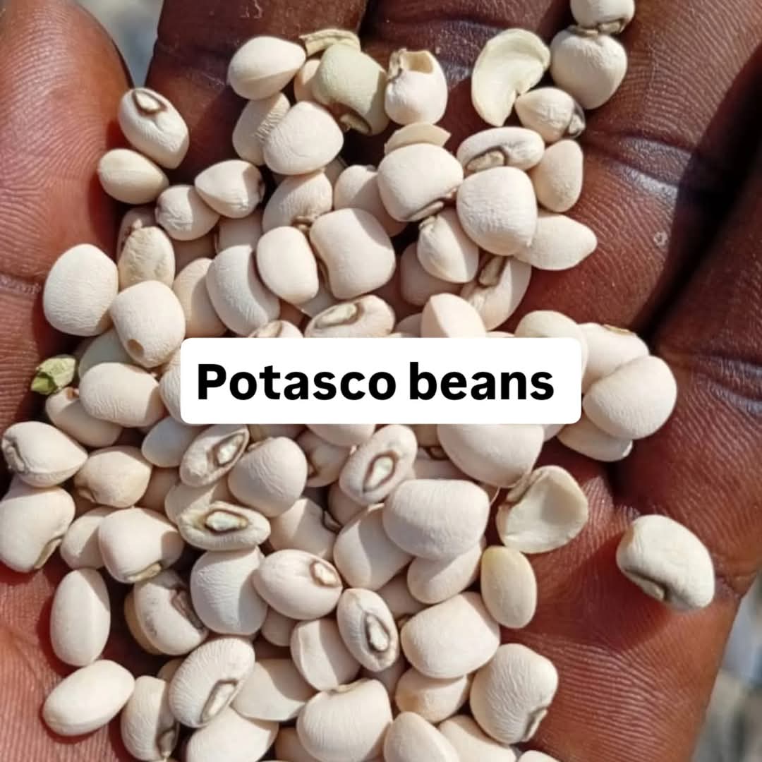 Okorecheche's tweet photo. Updated prices of beans:
 If you have a rider in Abuja I have a bag of 30 painters on the ground to carry.
Iron beans:40,000
Potasco beans:40000
Oloyin Grade 1:40,000
And others 
All you need to do is to call or chat 07067877802
Abuja, Nigeria.
#PackagedFood 
#nigeria https://t.co/rLDxkoJ9a2