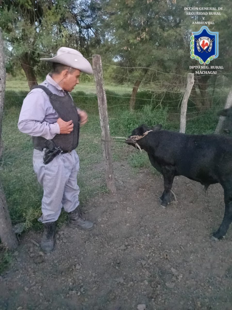 En Colonia Aborigen encontraron un ternero robado atado a un poste !!!