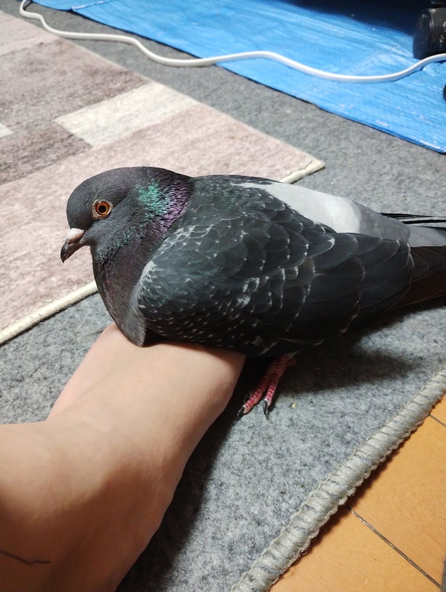 これは抱卵モード中に見なれないおぼんが自分の上空を通過してフリーズした時の鳩。
#鳩