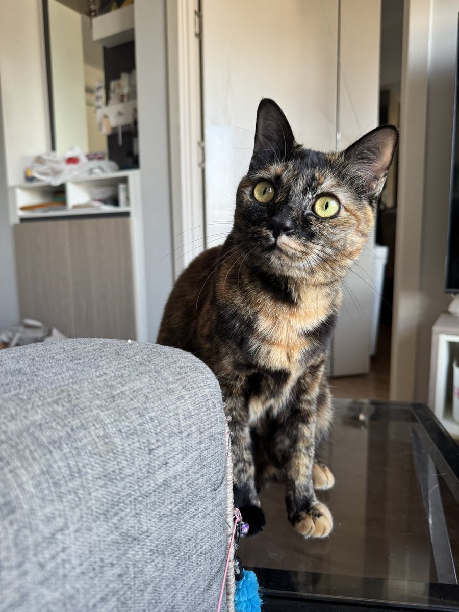 นี่เสียใจทุกครั้งเลยที่เห็นโพสหาบ้าน แล้วไม่มีใครเลือกแมวเปรอะ สำหรับเราแมวเปรอะน่ารักที่สุดเลย เป็นตัวซีเคร็ต ตัวพิเศษหนึ่งเดียวไม่เหมือนใคร ถ้ามีช้อยให้เลือก ในนั้นมีแมวเปรอะ เราก็จะชูสแมวเปรอะก่อน 🥺