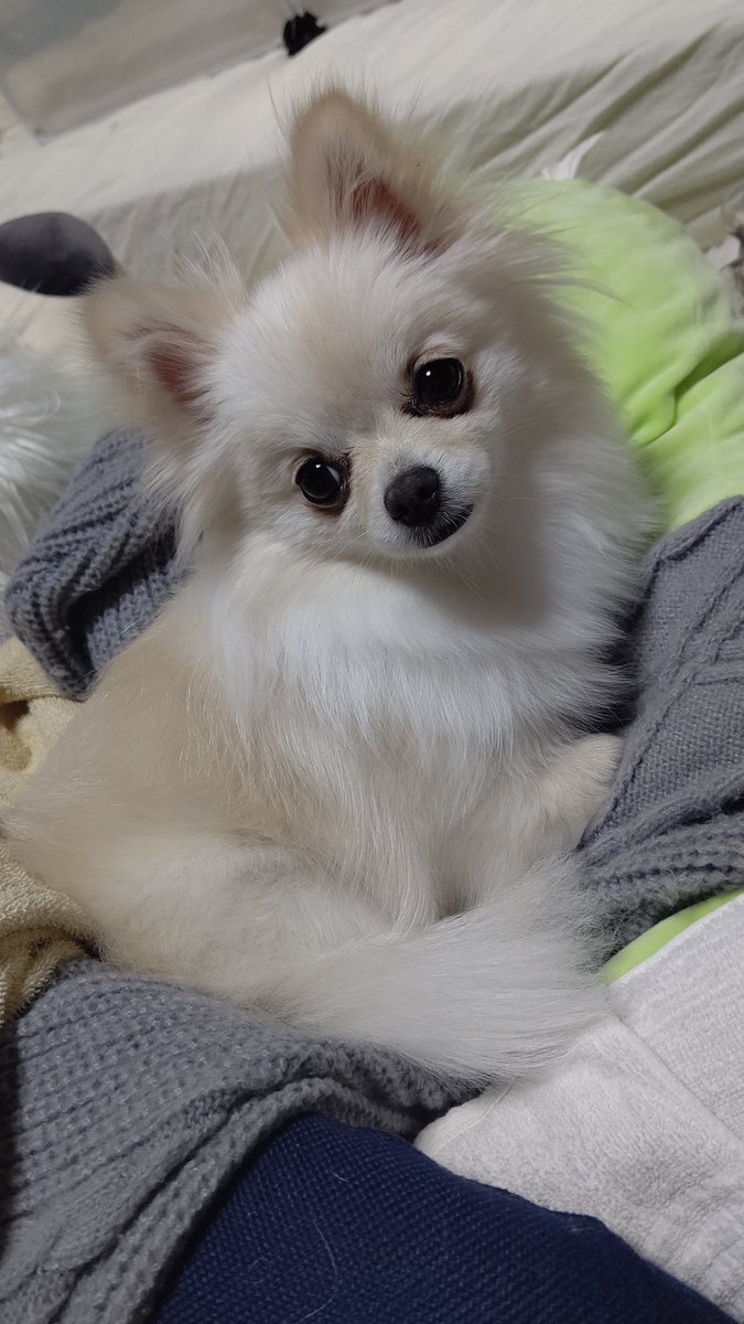 あーみるく どうしてみるくはそんなにかわいいの？ あとその服洗うから