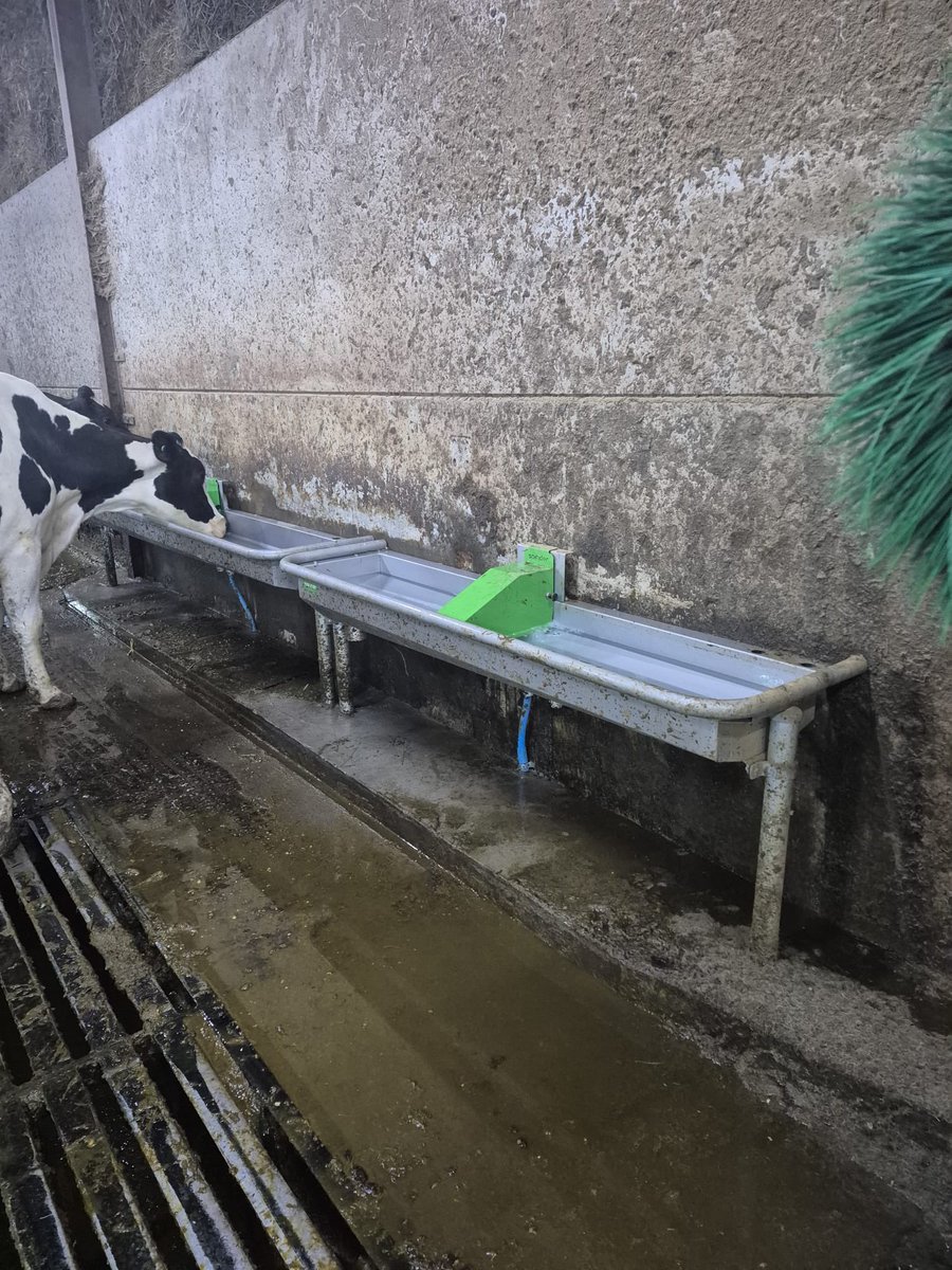 DavidRBeech's tweet photo. More of our superb “pingo” water troughs being used by the moo’s in Kendal… https://t.co/EnI52Qogg8