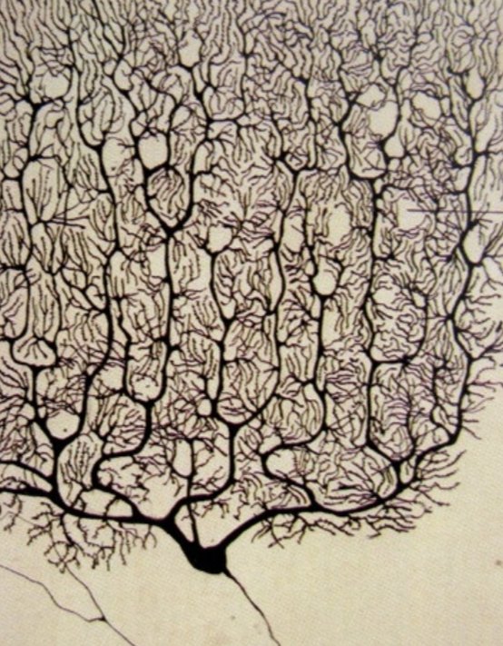 Lucalucaeluca's tweet photo. Ramón y Cajal, el padre de la neurociencia tenía un gran talento  para el dibujo de precisión.
Dibujaba de memoria, resaltando lo importante.  Añadió flechas en las neuronas para indicar el sentido del impulso. Hablaba del cerebro como la selva microscópica 
Me apasiona. https://t.co/LmoBdHvaTV