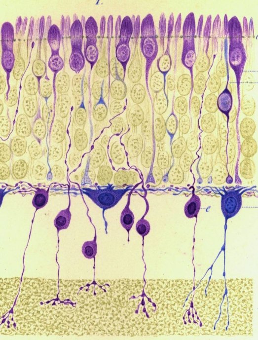 Lucalucaeluca's tweet photo. Ramón y Cajal, el padre de la neurociencia tenía un gran talento  para el dibujo de precisión.
Dibujaba de memoria, resaltando lo importante.  Añadió flechas en las neuronas para indicar el sentido del impulso. Hablaba del cerebro como la selva microscópica 
Me apasiona. https://t.co/LmoBdHvaTV