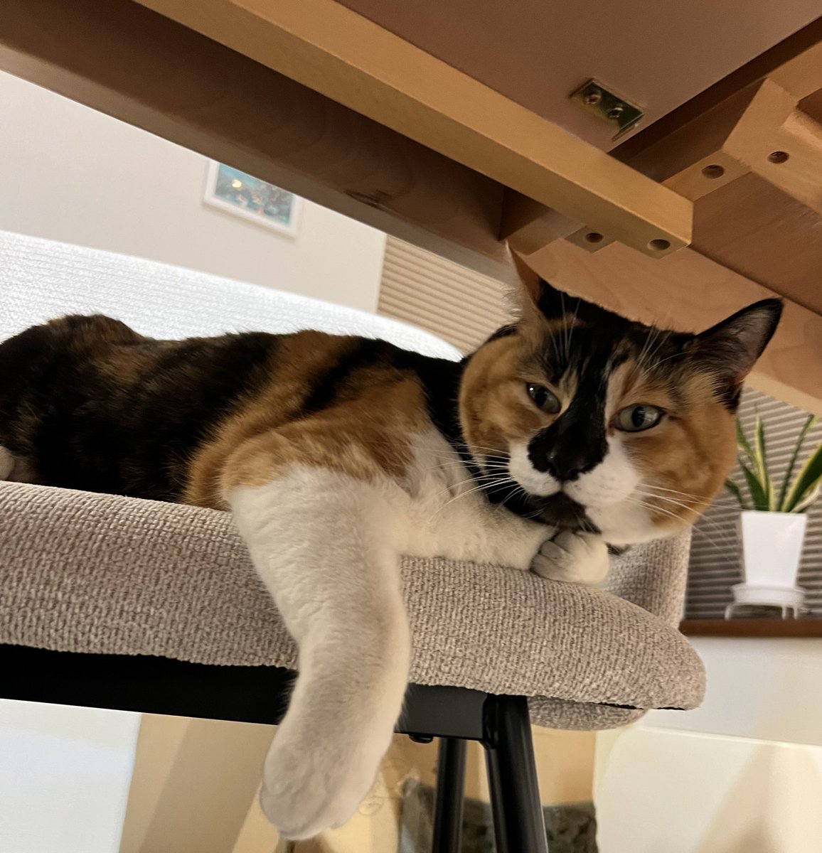 三毛猫はなこ (@hanako20180721) / Posts / X