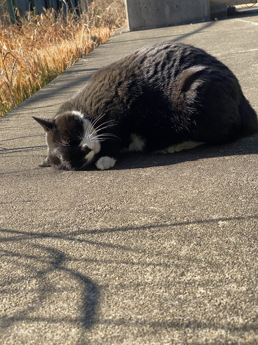 Post by にゃん太郎 on X: こんばんニャ😸