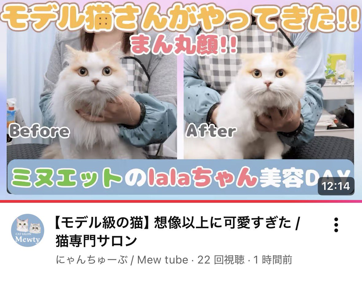 あたちサロンデビューしてきたの🐱✂️
カットの様子をYouTubeにしてくれたよ♡見てね！
youtu.be/zt51ma0BgPg?si…