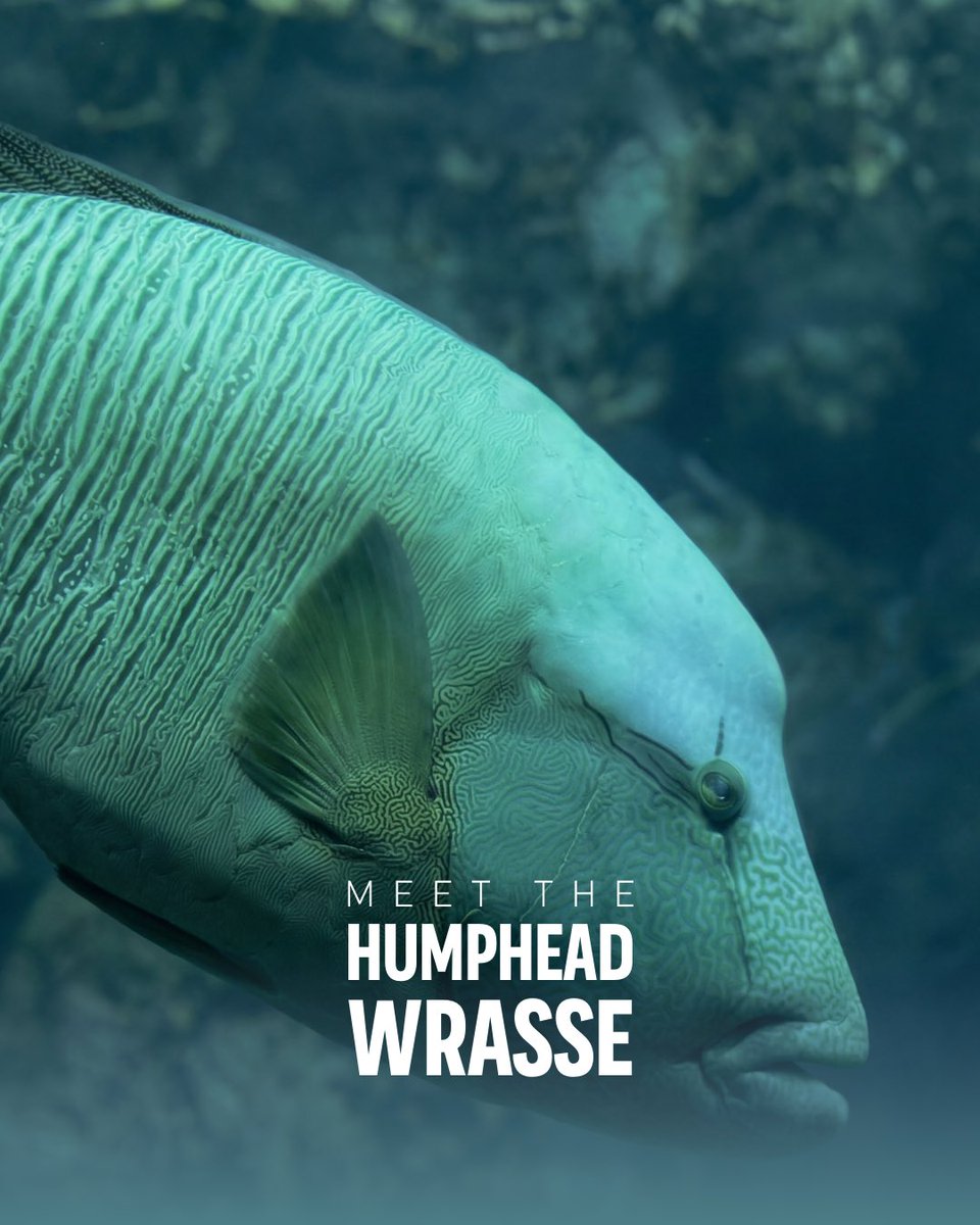 SeaWorld Yas Island, Abu Dhabi tweet media