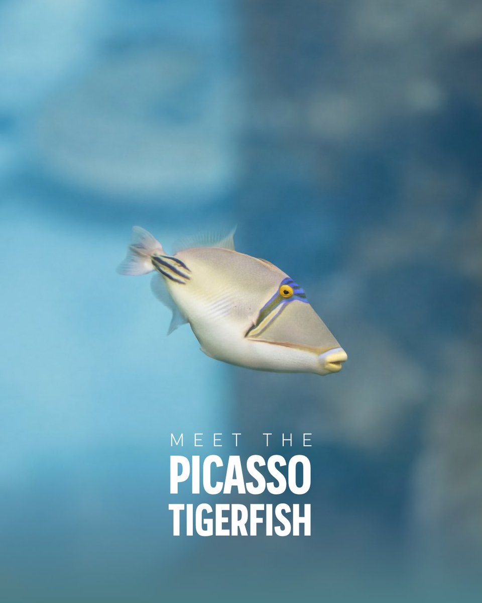 SeaWorld Yas Island, Abu Dhabi tweet media