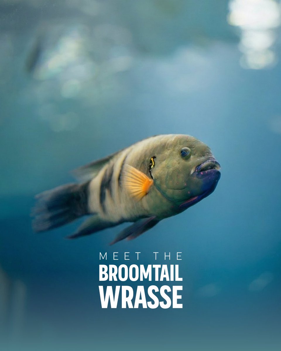 SeaWorld Yas Island, Abu Dhabi tweet media