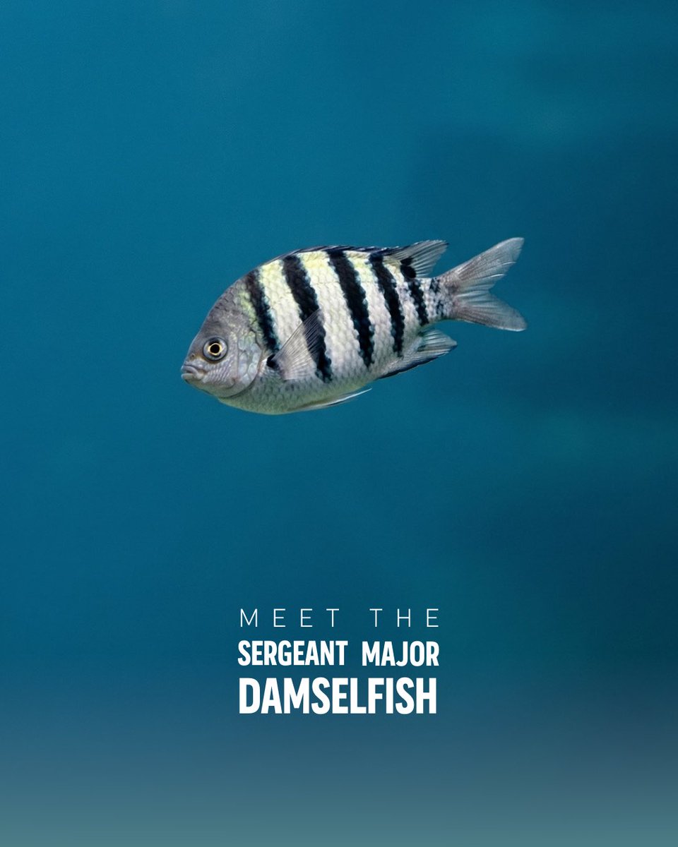 SeaWorld Yas Island, Abu Dhabi tweet media