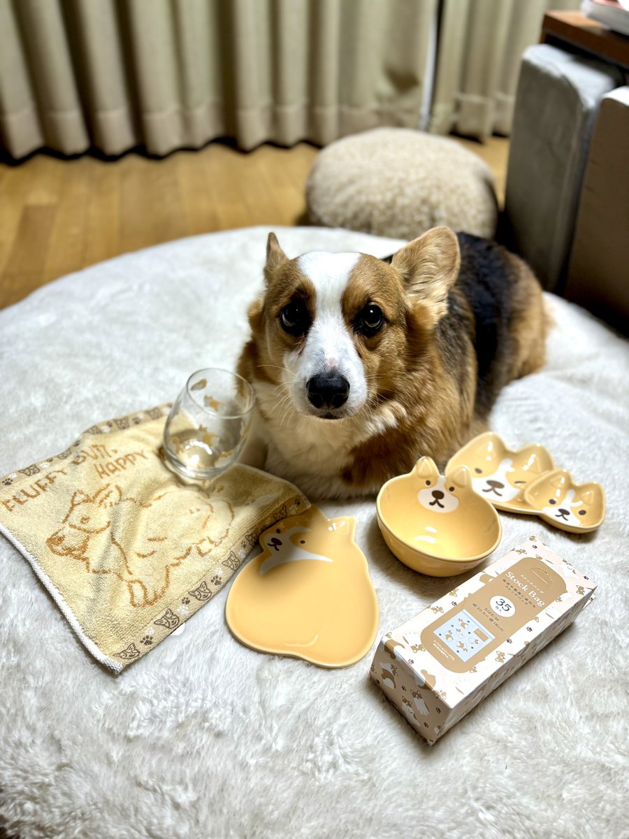 買っちゃうよね〜　#コーギー