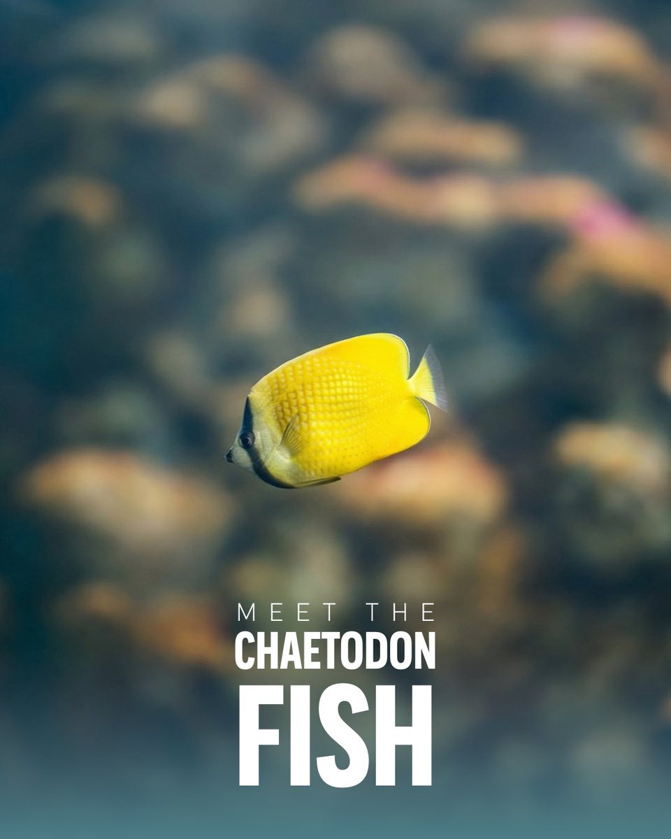 SeaWorld Yas Island, Abu Dhabi tweet media