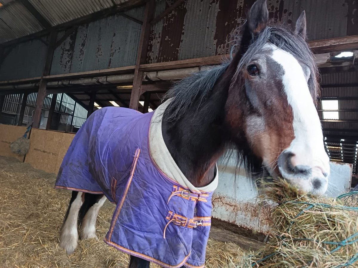 MEGA URGENT- 14 weeks to save the charity. We need to move and have no where to go. Anybody got land for ourselves and our animals in the UK. Would love to stay local to Wirral but this is now urgent!!

facebook.com/share/p/182vYL…