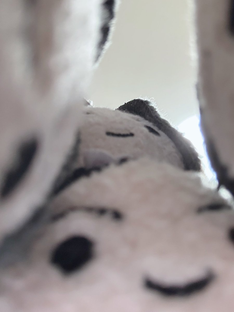 今流行ってるやつを撮りたかったんだけど
うちのころん達の圧がすごくて無理でした
