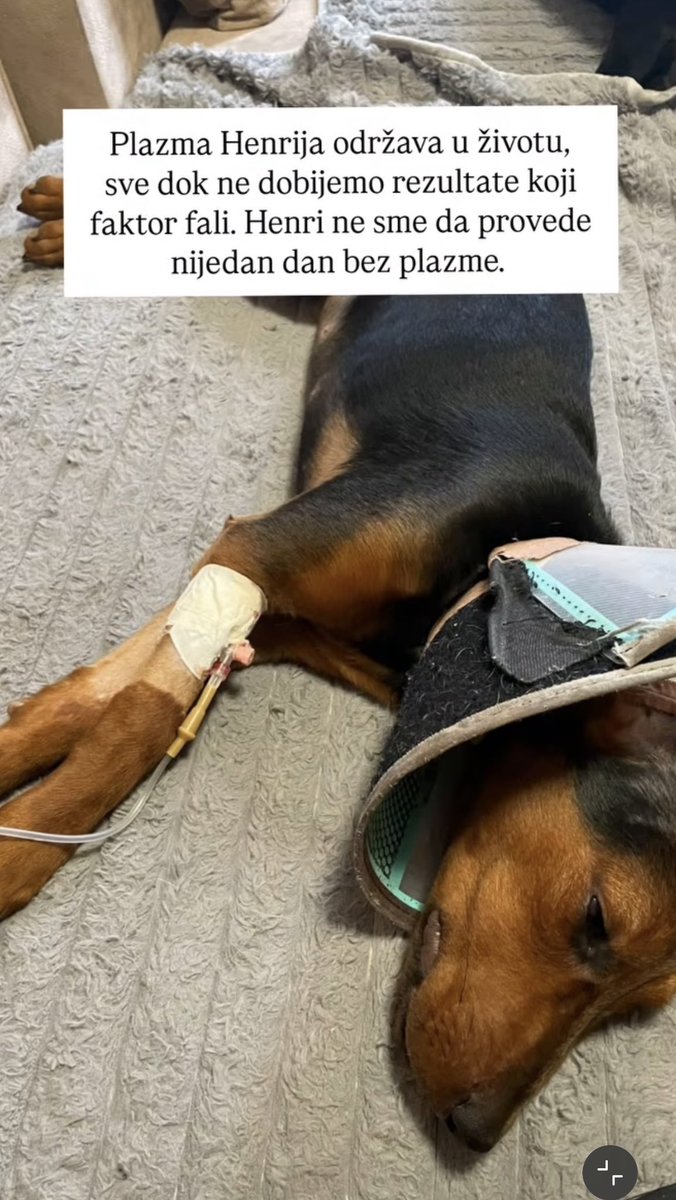 Ringišpil u glavi 🖤🤍🐈 tweet media