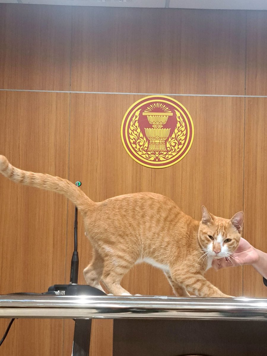 socialbycat's tweet image. เกิดเหตุแมวส้มเข้าสภา 😂