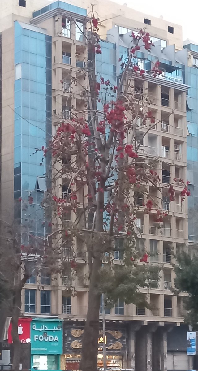 The cotton tree flowers are already in full bloom—I'm amazed!