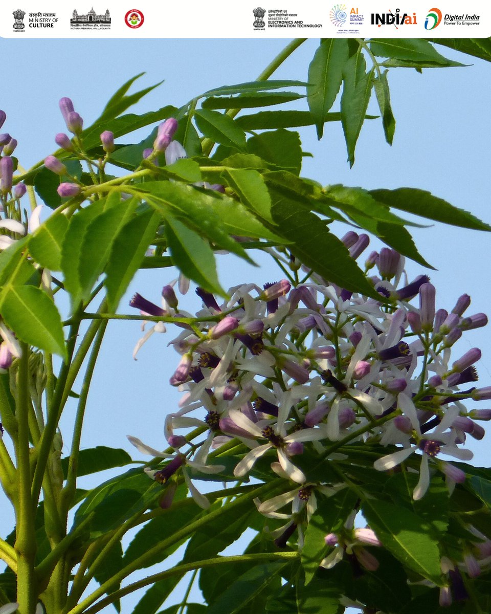 victoriamemkol's tweet photo. #TreeoftheMonth - Feb 2026
Melia azedarach, English - Persian Lilac
A tall, straight-trunked tree with feathery bipinnate leaves, rough bark, and clusters of lilac five-petalled flowers blooming from February to March.
#VictoriaMemorialHall https://t.co/CPovPeZYkE