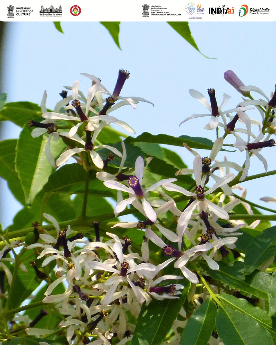 victoriamemkol's tweet photo. #TreeoftheMonth - Feb 2026
Melia azedarach, English - Persian Lilac
A tall, straight-trunked tree with feathery bipinnate leaves, rough bark, and clusters of lilac five-petalled flowers blooming from February to March.
#VictoriaMemorialHall https://t.co/CPovPeZYkE