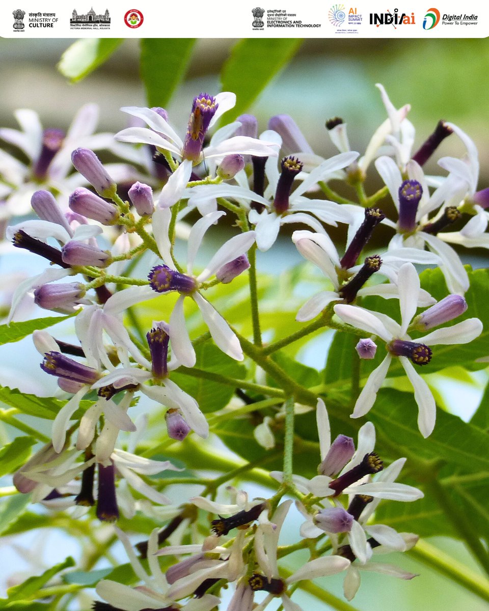 victoriamemkol's tweet photo. #TreeoftheMonth - Feb 2026
Melia azedarach, English - Persian Lilac
A tall, straight-trunked tree with feathery bipinnate leaves, rough bark, and clusters of lilac five-petalled flowers blooming from February to March.
#VictoriaMemorialHall https://t.co/CPovPeZYkE